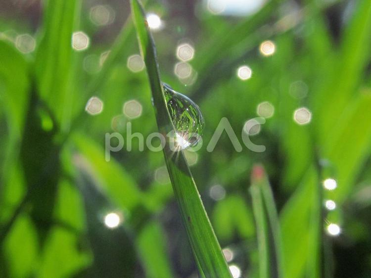 水滴と緑の葉と朝日Water drops 水滴,すいてき,waterの写真素材