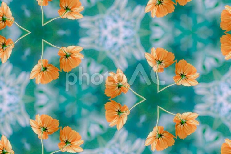 コスモス模様 コスモス,秋桜,黄色の写真素材