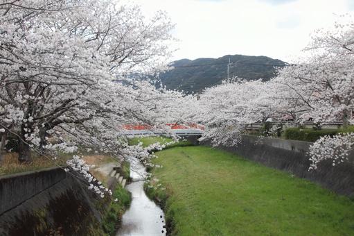 貫南公園 春,北九州,福岡県の写真素材