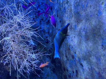 魚 魚の写真