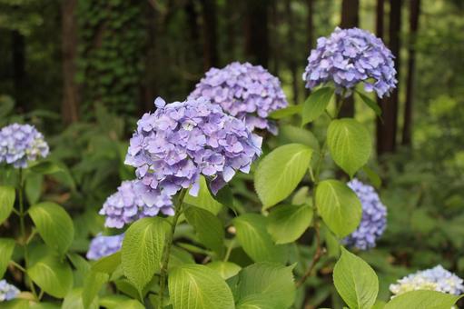 あじさい23 あじさい23の写真