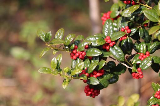 秋のヒイラギモチ 秋のヒイラギモチ クリスマスホーリー,ヒイラギモチ,赤い実の写真素材