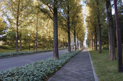 色づき始めた京都のメタセコイアの並木道 アケボノスギ,メタセコイア並木,針葉樹の写真素材