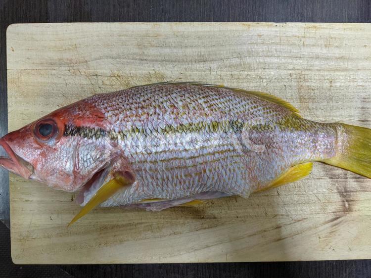 ヨコスジフエダイ 魚,魚類,フエダイの写真素材
