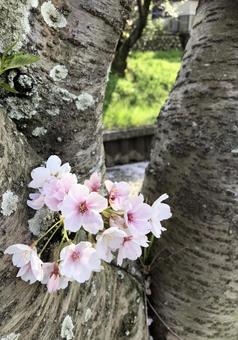 桜 桜の写真