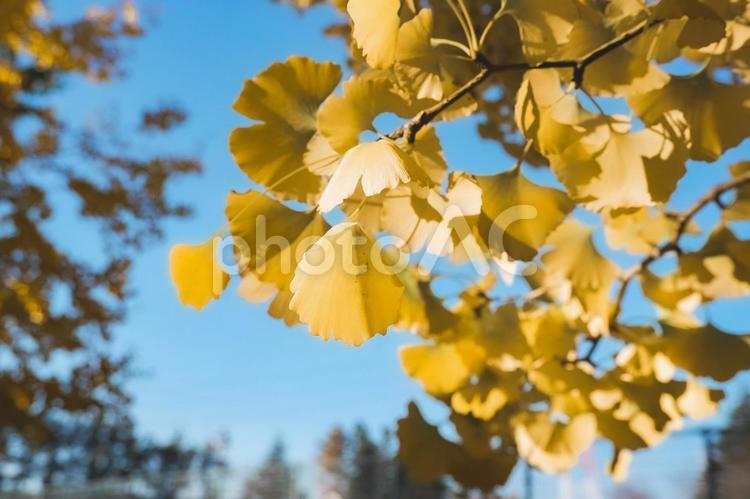 青い空とイチョウ　背景 イチョウ,いちょう,紅葉の写真素材