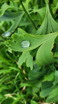 植物 植物 イチョウ,雫,露の写真素材