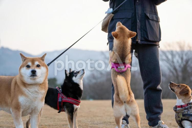 おやつをねだる柴犬達 柴犬,柴,春の写真素材
