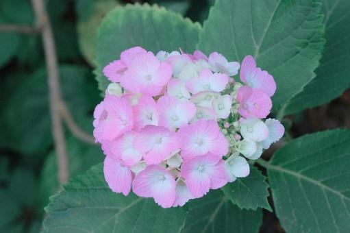 カラフルな紫陽花 カラフルな紫陽花の写真