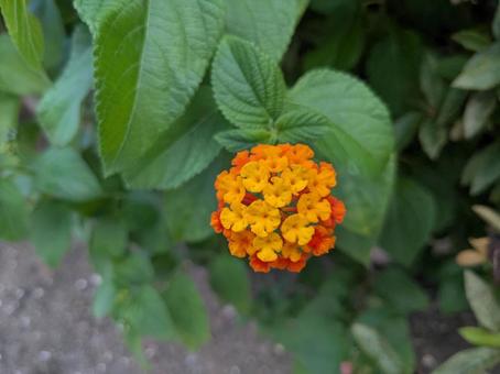 ランタナ(オレンジ) ランタナ(オレンジ) ランタナ,花,園芸の写真素材