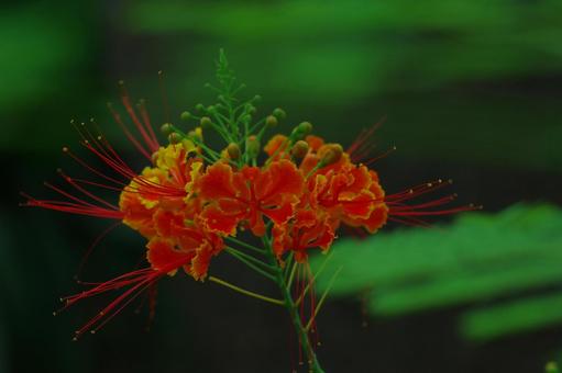 大胡蝶　オオゴチョウ　赤い花 大胡蝶,オオゴチョウ,赤い花の写真素材