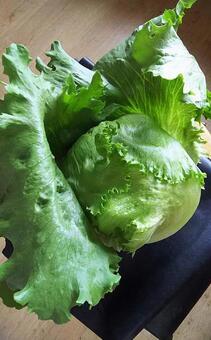 lettuce, freshness, cultivate, it is healthy., JPG