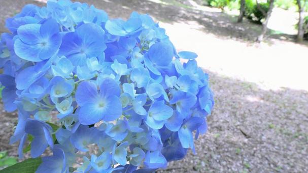 あじさいの花 あじさいの花の写真