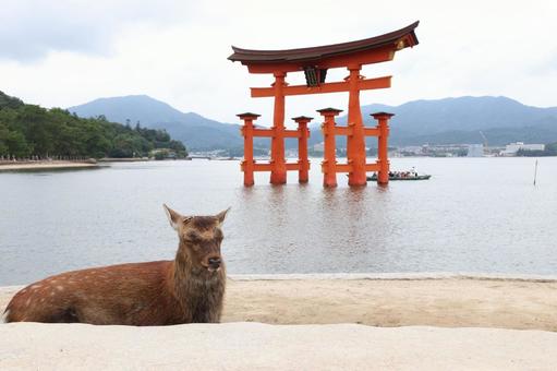 鹿と厳島神社の大鳥居 鹿と厳島神社の大鳥居 厳島神社,鹿,動物の写真素材