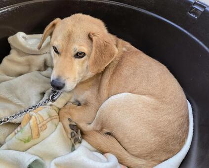 起きたばかりの犬 犬,茶色,動物の写真素材