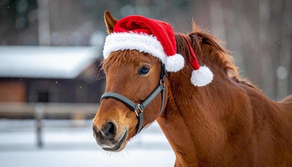 サンタクロースの帽子をかぶった馬 サンタクロースの帽子をかぶった馬の写真