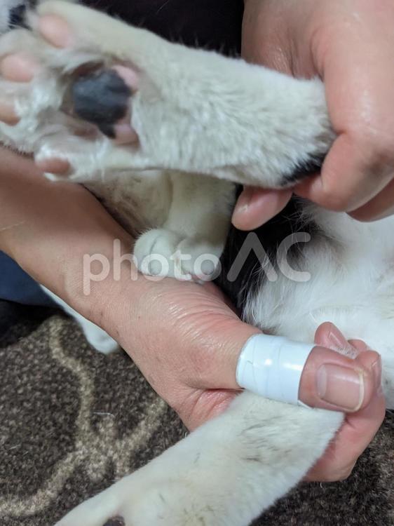 捕まえられたにゃんこ 猫,足,ペットの写真素材