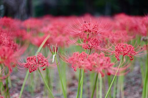 彼岸花 ヒガンバナ,秋,自然の写真素材