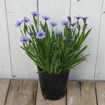 Spring flowers: Chinese bellflower seedlings, JPG