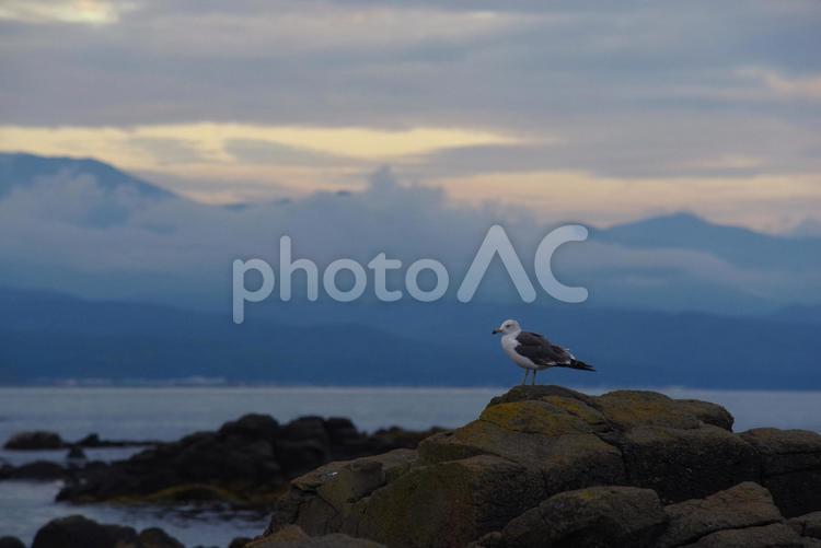 カモメと海 自然,カモメ,海鳥の写真素材