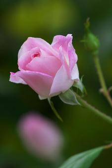 ピンクのバラの写真