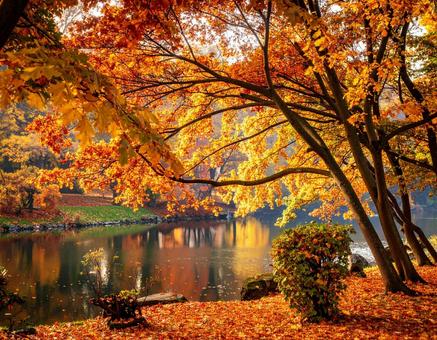 紅葉と池 紅葉と池の写真
