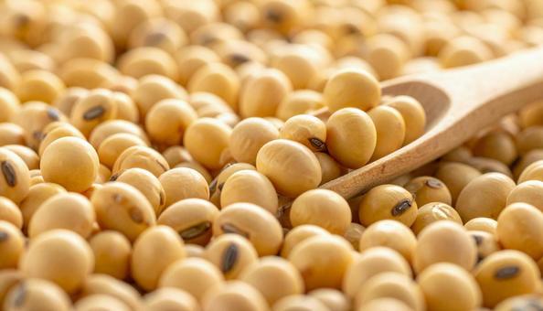 大豆 大豆の写真