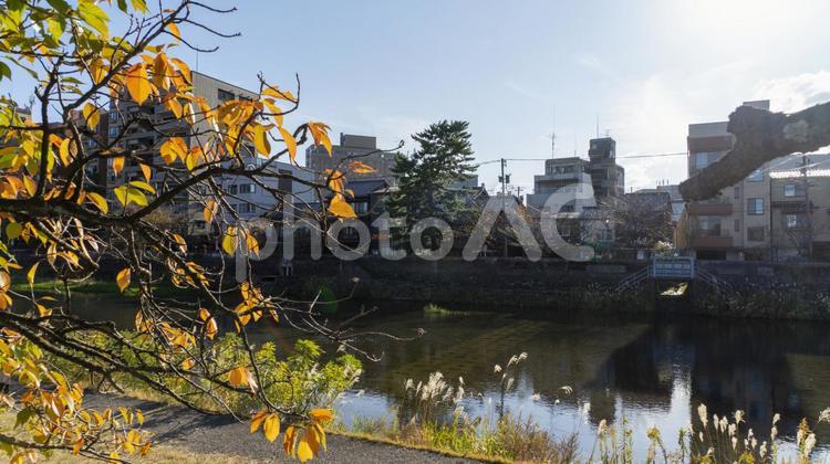 金沢 浅野川 紅葉 金沢,紅葉,秋の写真素材