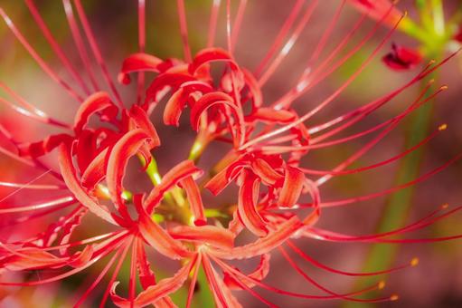 曼珠沙華 曼珠沙華の写真