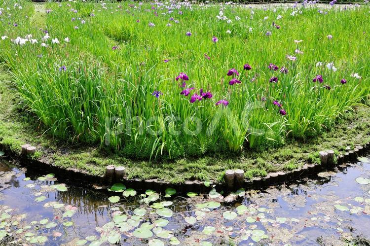 ６月下旬の栗林公園の花菖蒲園 花菖蒲,花,植物の写真素材