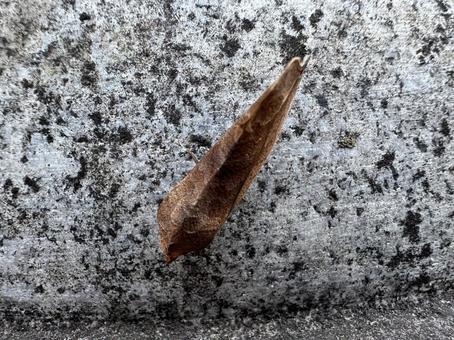 アカエグリバ擬態する蛾上から 蛾,擬態,枯葉の写真素材