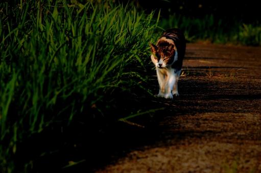 <素材>公園で見かけた三毛猫(野良猫) <素材>公園で見かけた三毛猫(野良猫) 猫,三毛猫,ネコの写真素材
