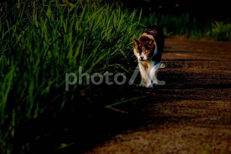 ＜素材＞公園で見かけた三毛猫（野良猫） 猫,三毛猫,風景の写真素材