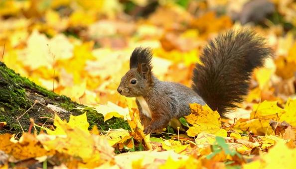 秋の紅葉の中のエゾリス 北海道 秋の紅葉の中のエゾリス 北海道の写真