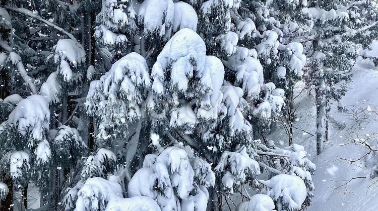 神立スノーリゾート　雪が降り積もった杉林 杉,林,神立の写真素材