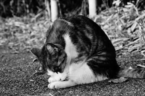 ねこ ねこの写真