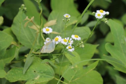 白い花に止まるモンシロチョウ モンシロチョウ,花,葉っぱの写真素材