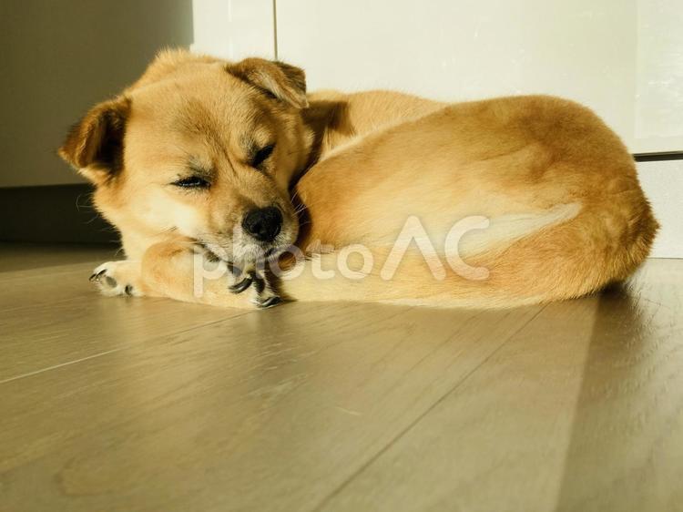 丸くなって寝転ぶ犬 犬,雑種,室内の写真素材
