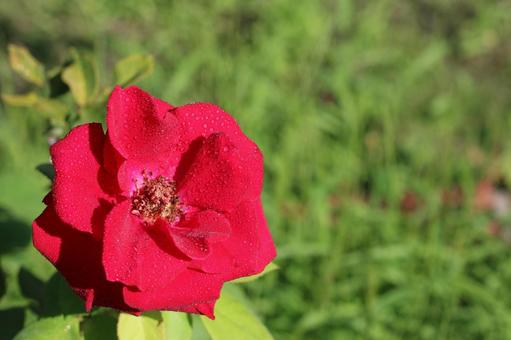 赤いばら バラ,花,しずくの写真素材