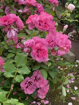 Rose flower, JPG Rose flower, JPG