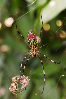 巣を張るジョロウグモ ジョロウグモ,クモ,蜘蛛の写真素材