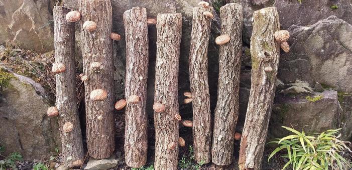 Shiitake mushroom trees, JPG Shiitake mushroom trees, JPG