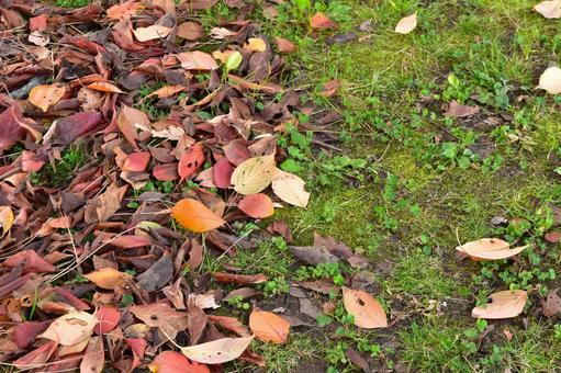 落ち葉と苔の生えた地面 落ち葉と苔の生えた地面の写真