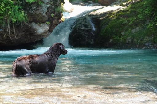 Photo, dog, large dog, retriever, 