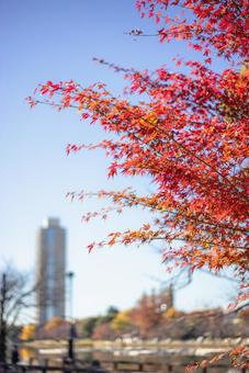 都会の秋、燃えるような紅葉 紅葉,秋,モミジの写真素材