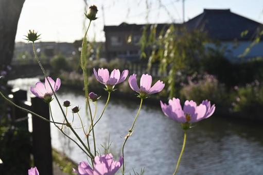コスモス コスモスの写真