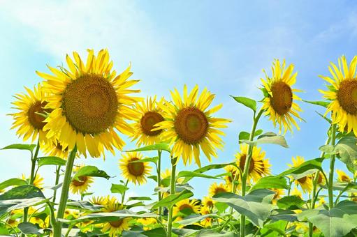 夏の爽やかな向日葵イメージ写真 ひまわり畑,夏,花の写真素材