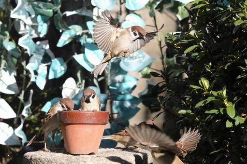 すずめ餌場群れ 自然,野鳥,小鳥の写真素材