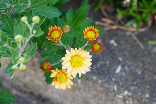 菊の花 菊の花の写真