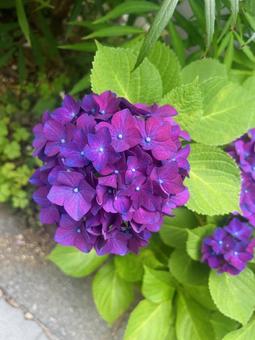 紫陽花 紫陽花の写真
